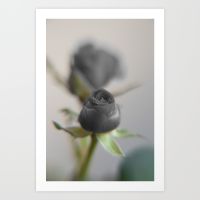 a-black-rose-for-your-sweetheart-prints