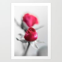 a redrose on monochrome background prints