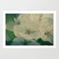 cherry-blossom-mg5-prints