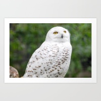 snow-owl-yxw-prints